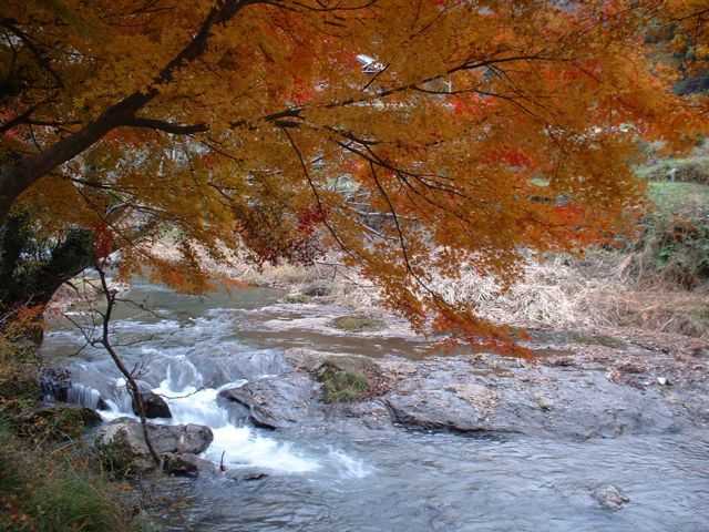 掛合八重滝の紅葉
