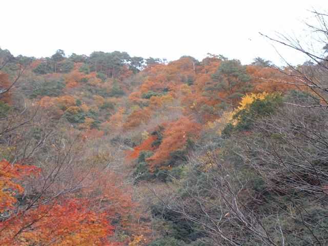 掛合八重滝の紅葉