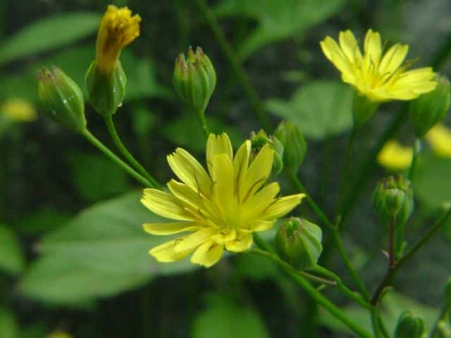 ナタネタビラコ花