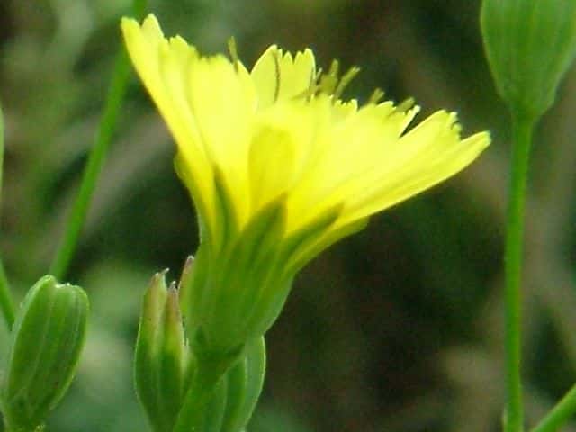 ナタネタビラコ花
