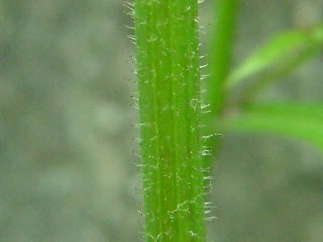 ナタネタビラコ茎