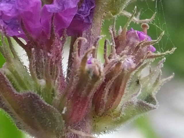 エゾミソハギ花