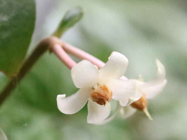カラタチバナ花