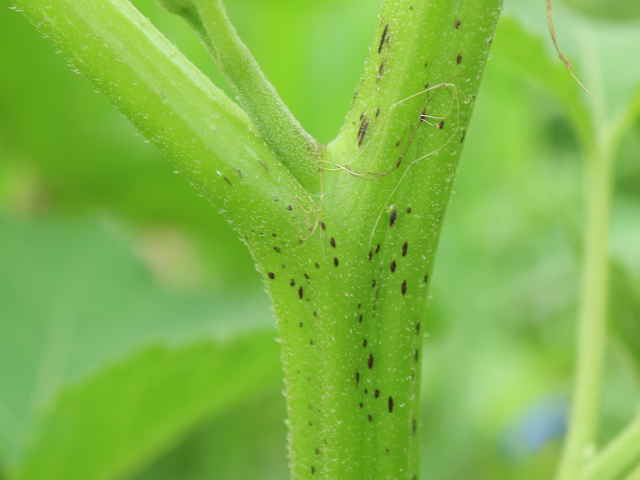 オオオナモミ茎