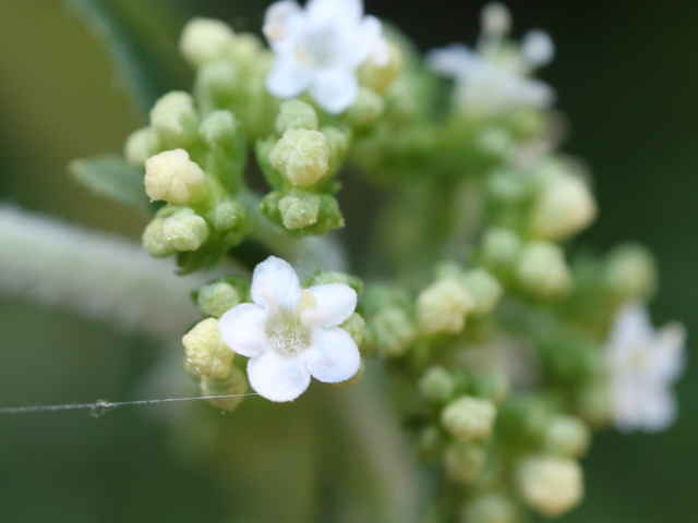 オトコエシ花