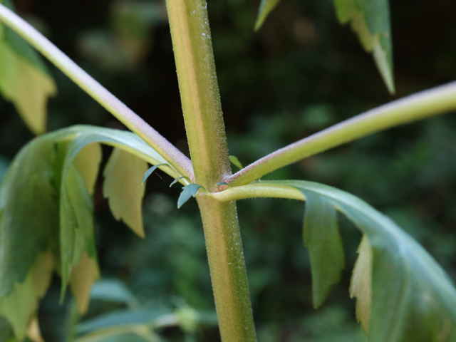 オトコエシ茎