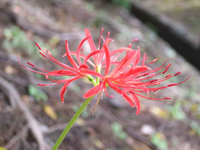 ヒガンバナ花