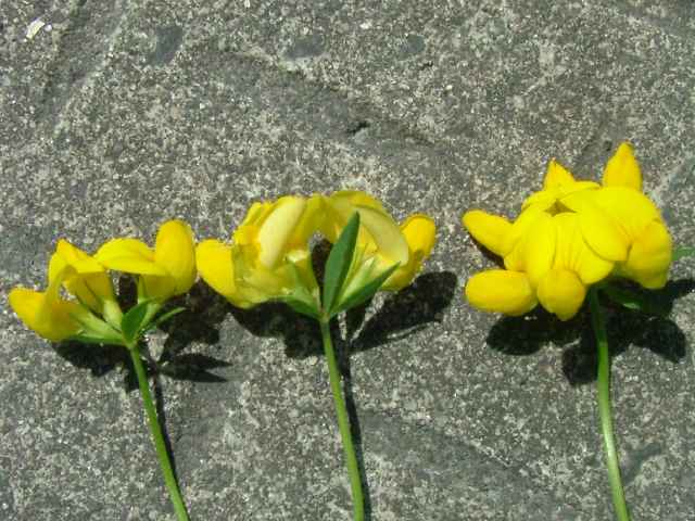 セイヨウミヤコグサ花