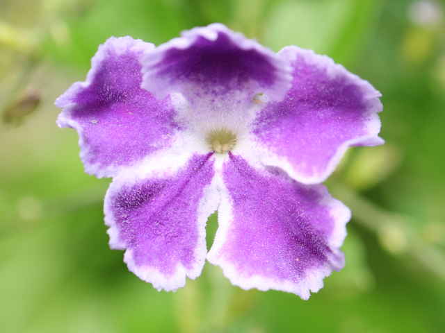 タイワンレンギョウ花