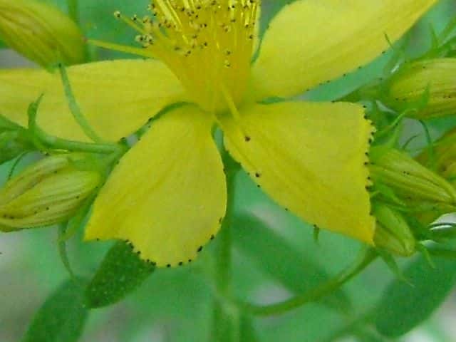 コゴメバオトギリ花