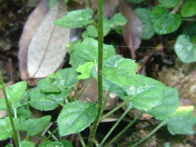 キッコウハグマ茎葉