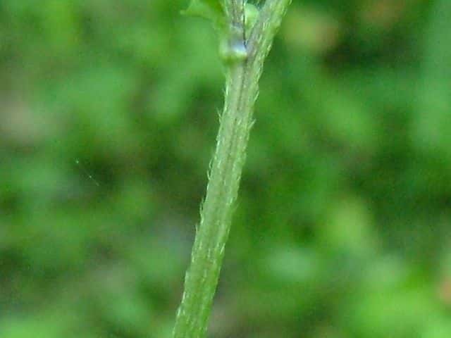 ヤマキツネノボタン茎