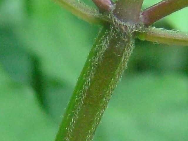 ヤマクルマバナ茎