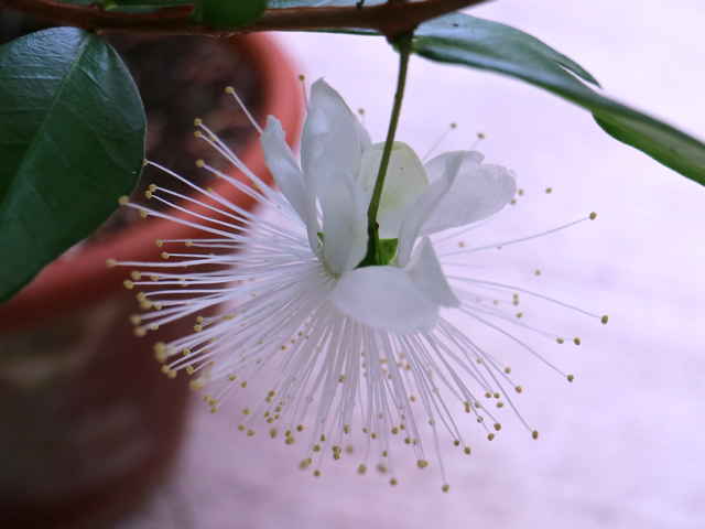 ギンバイカ花