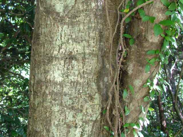 オオウラジロノキ樹皮