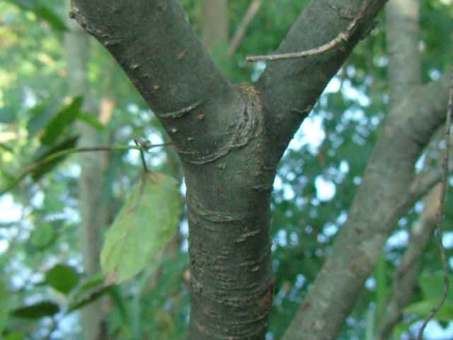 ヤマヤナギ樹皮