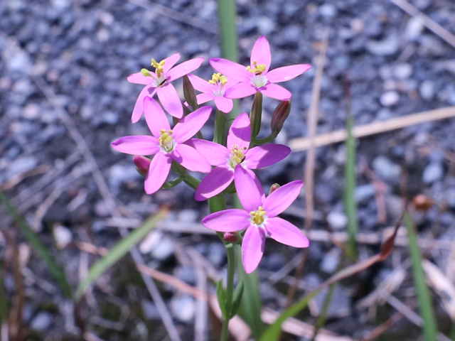 ハナハマセンブリ花