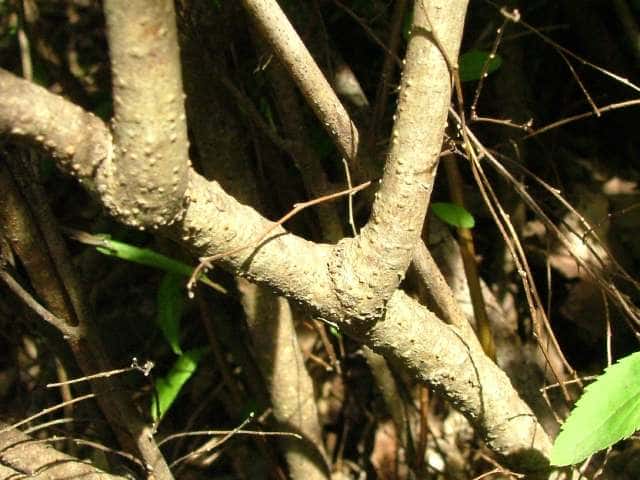 ユキヤナギ樹皮