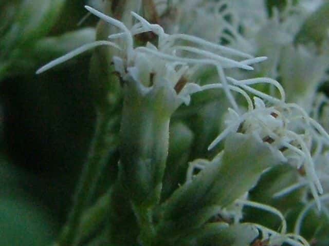 オオヒヨドリバナ花