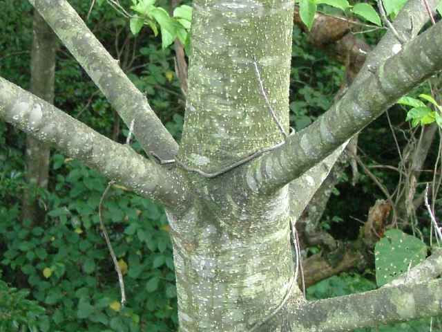 タマミズキ樹皮