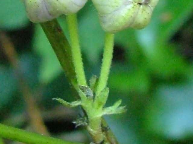 タンナトリカブト花柄
