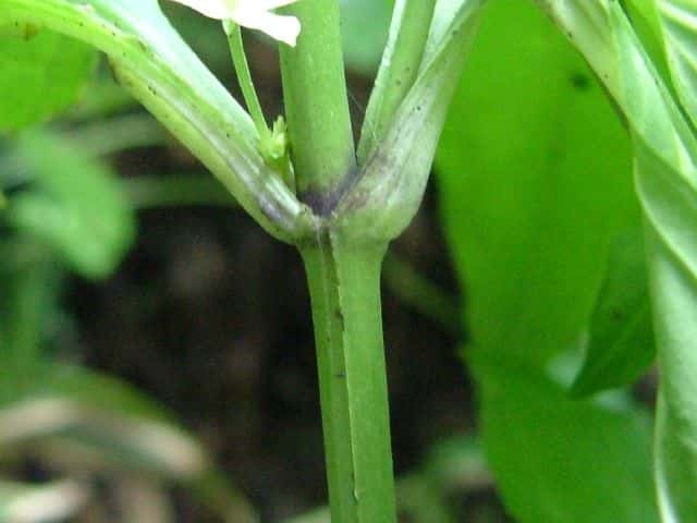 アケボノソウ茎