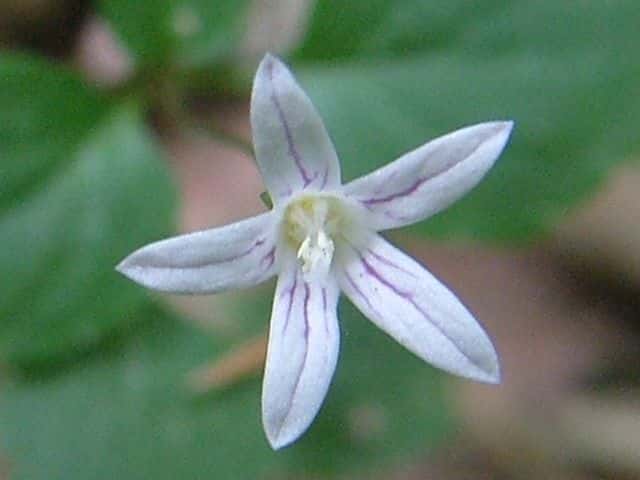 タニギキョウ花