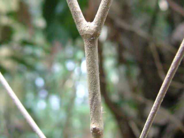 ヤブムラサキ樹皮