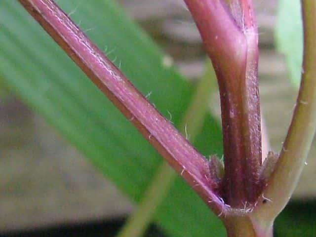 オドリコソウ茎