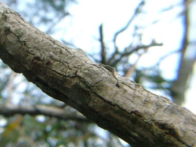 ニワトコ樹皮