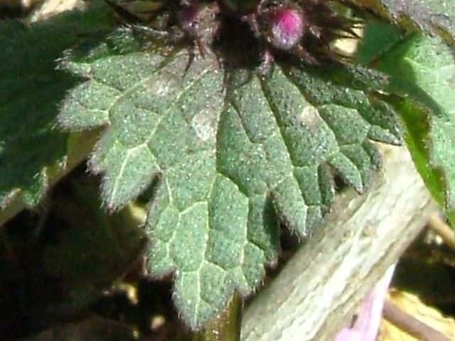モミジバヒメオドリコソウ葉