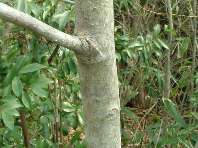 タムシバ樹皮