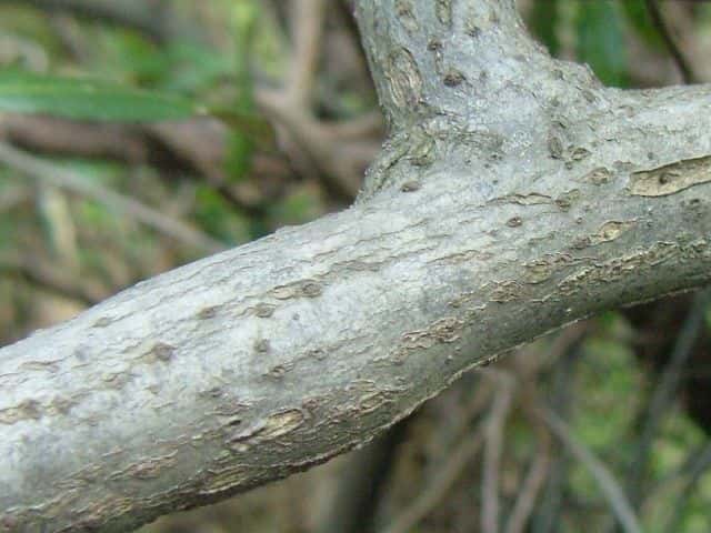 ナワシログミ樹皮