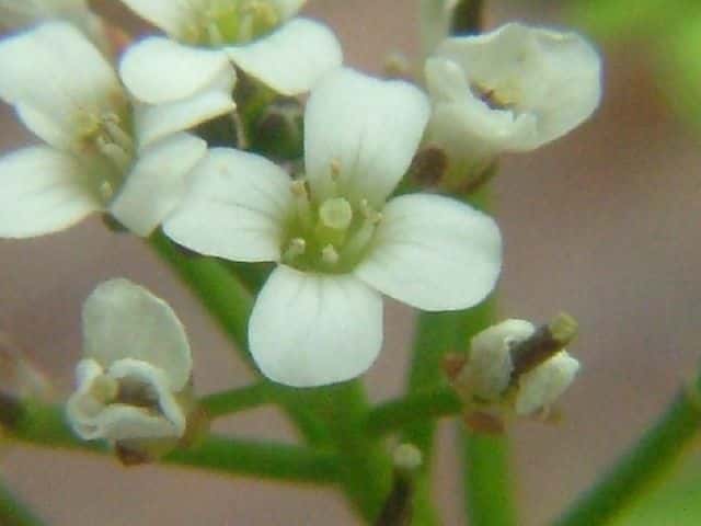 オオバタネツケバナ花