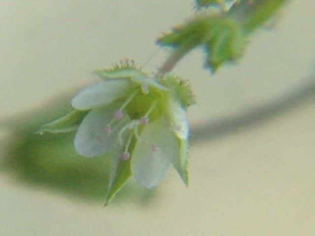 ネバリノミノツヅリ花