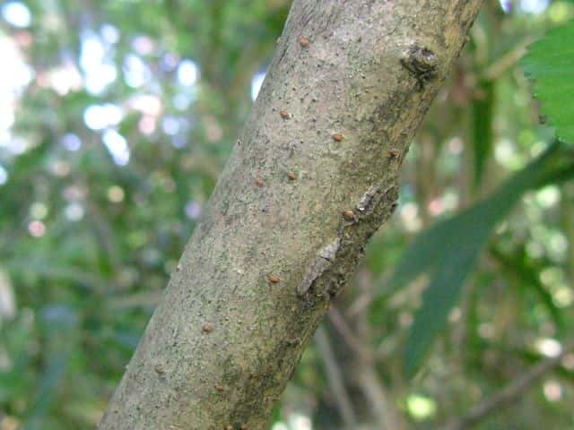ヤブデマリ樹皮
