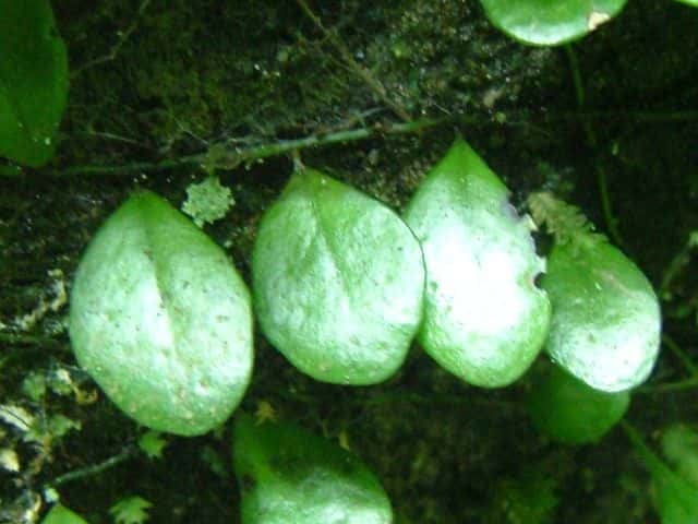 マメヅタ栄養葉