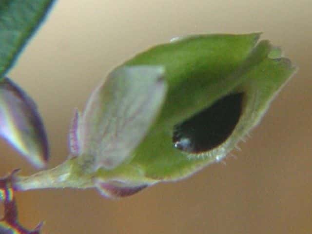 ヒメハギ種子