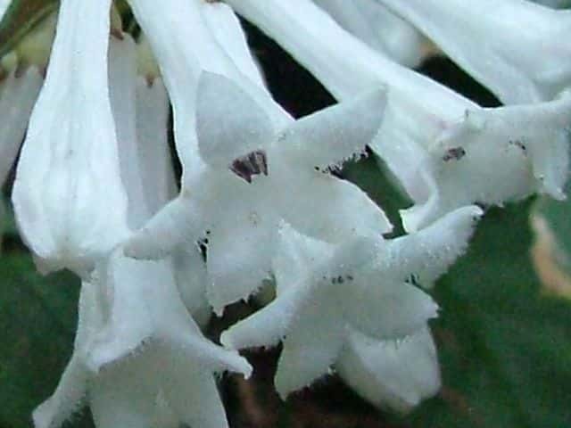サツマイナモリ花