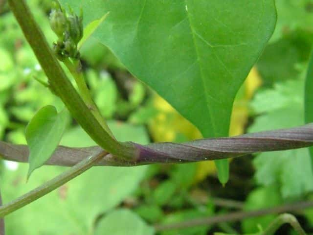 マルバルコウ茎