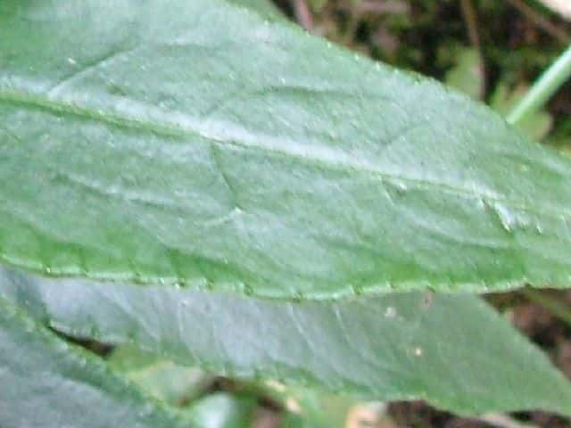 カラタチバナ葉