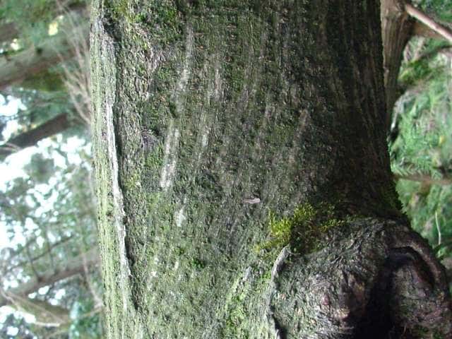 ネムノキ樹皮