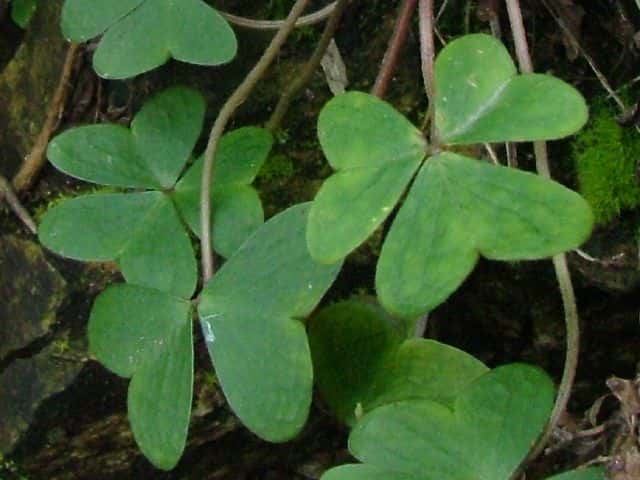 ミヤマカタバミ葉