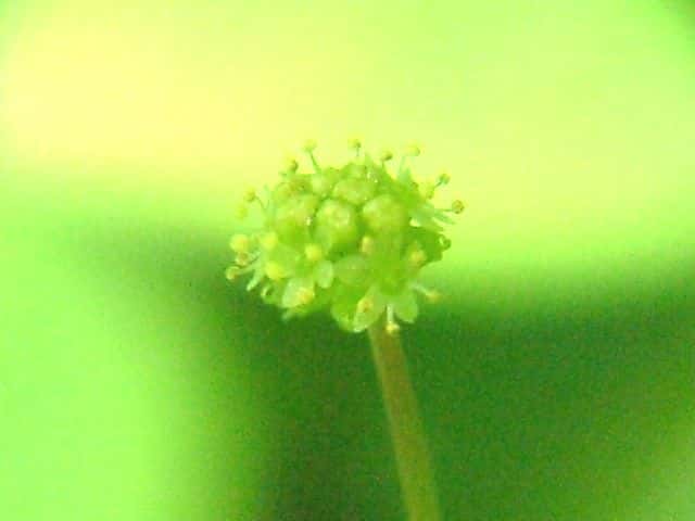 オオチドメ花