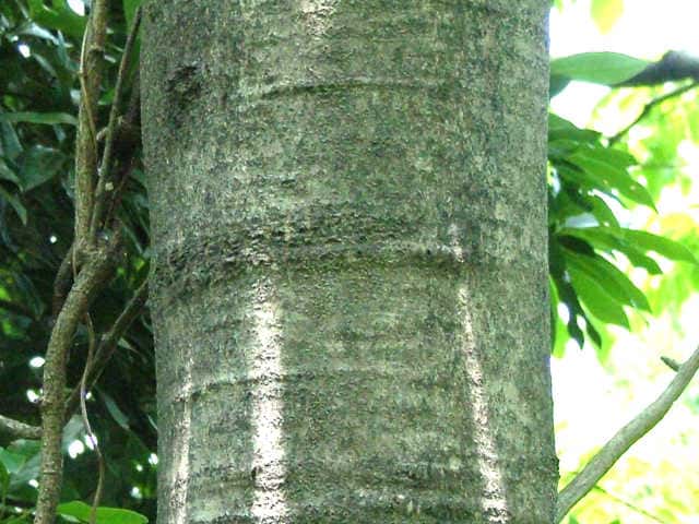ヤマナラシ樹皮