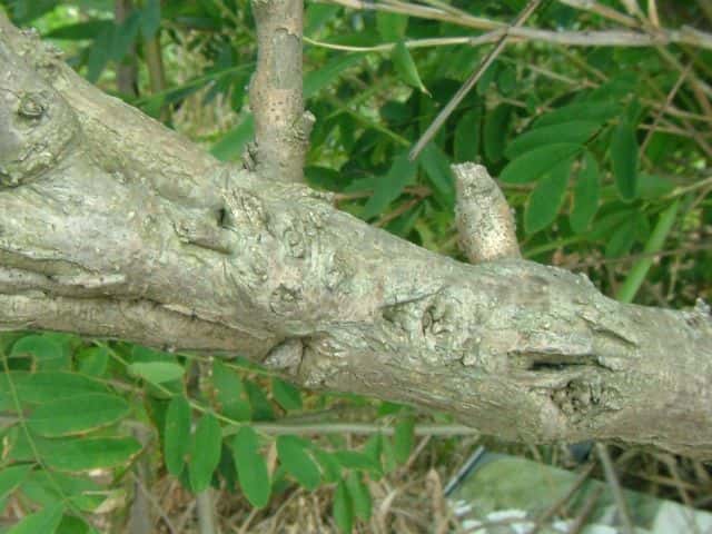 イタチハギ樹皮