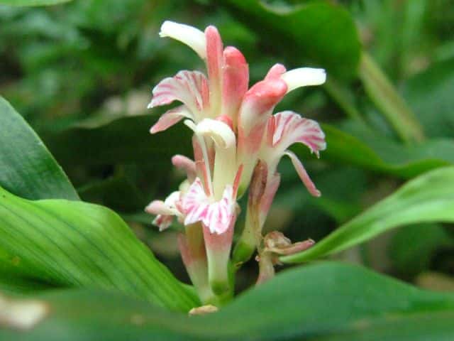 ハナミョウガ花