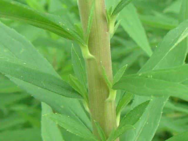 セイタカアワダチソウ茎