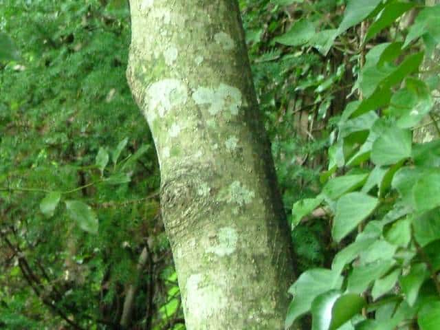 ホオノキ樹皮