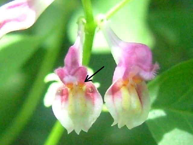 ミヤマママコナ花